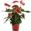 Anthurium Casparo in Transparant sleeve