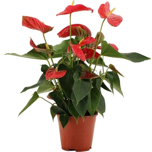 Anthurium Casparo in Transparant sleeve