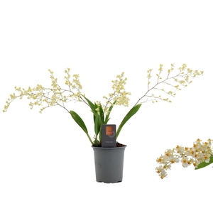 Inca Oncidium Twinkle 4 spike 9 cm