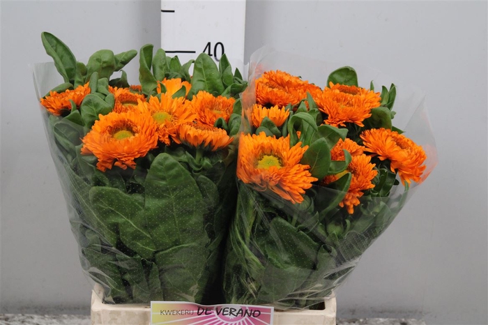 <h4>Calendula Orange Spot</h4>