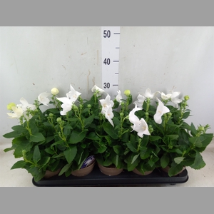 Platycodon grand. 'Astra White'