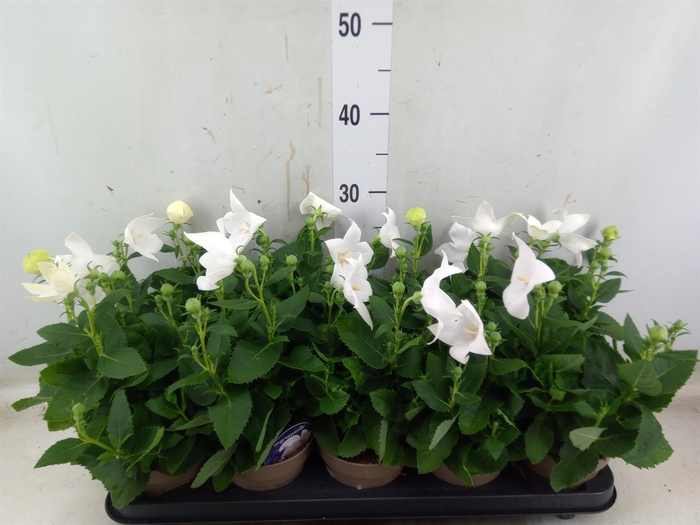 <h4>Platycodon grand. 'Astra White'</h4>