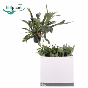 PLATYC B NETHERLANDS