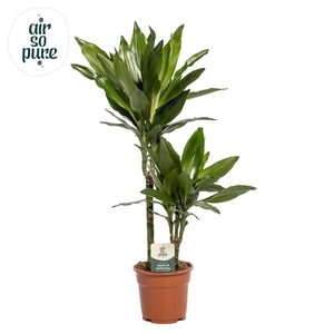 Dracaena Janet Lind p17, 30+10 (Air so Pure)