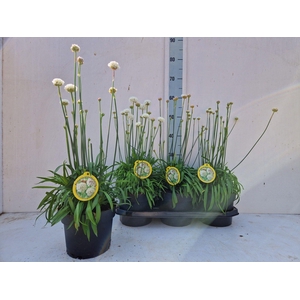 ARME PS BALLERIN WHI