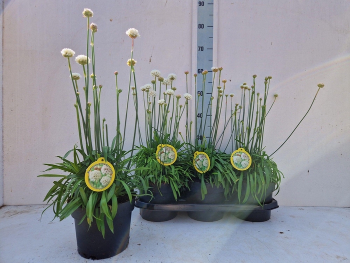 <h4>ARME PS BALLERIN WHI</h4>