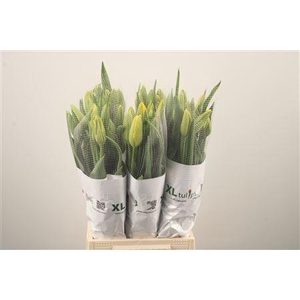 Tu Fr En La Courtine