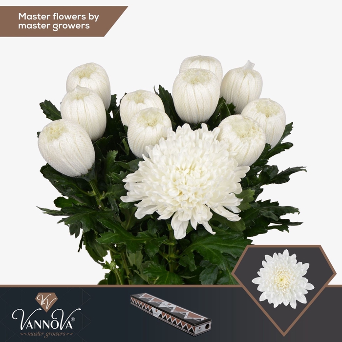 <h4>Chrysanthemum PL 'Gagarin'</h4>