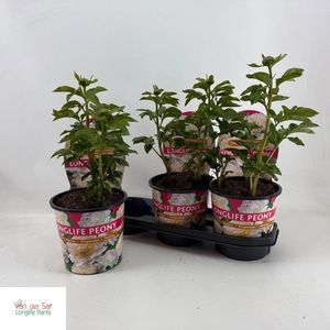 PAEONIA OV