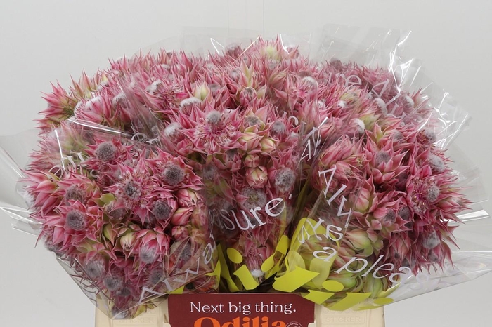 <h4>Blushing Bride Ayoba Pretty & Pink 10+</h4>