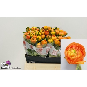 RAN DOLCEVITA ORANGE