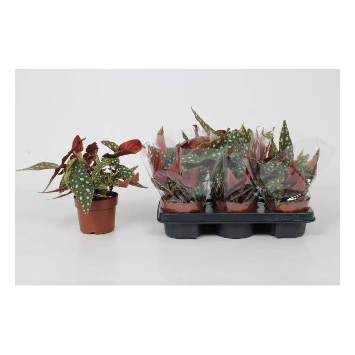 <h4>Begonia leaf maculata Wightii 12Ø 20cm</h4>