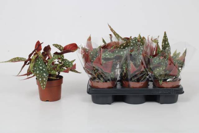 Begonia leaf maculata Wightii 12Ø 20cm