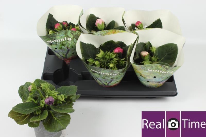 <h4>SINN SONATA GEM</h4>