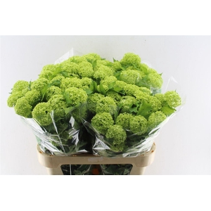 Viburnum Roseum 80cm 3 Bal