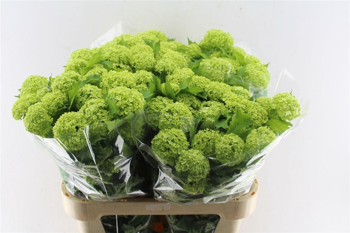 <h4>Viburnum Roseum 80cm 3 Bal</h4>