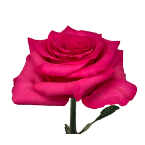 R GR VIP PINK