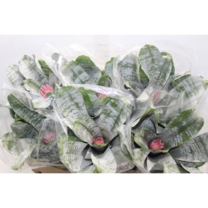 AECHMEA FASCIATA P17