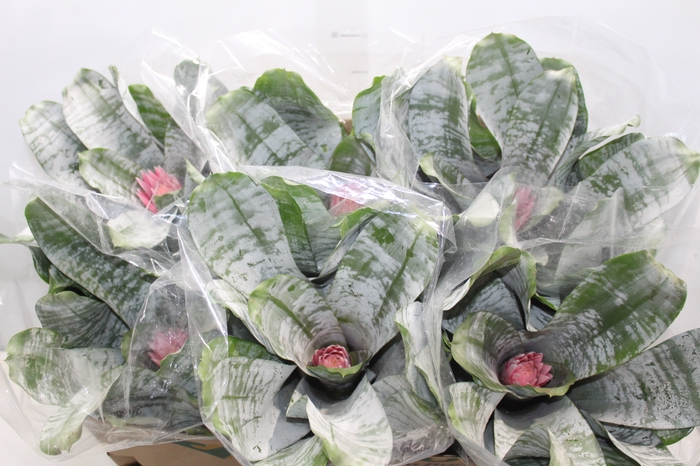 <h4>AECHMEA FASCIATA P17</h4>