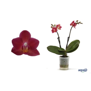 Phal Tiny Dolls Rood 2T10+ Aqu@
