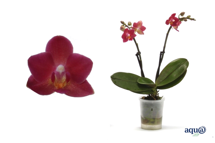 <h4>Phal Tiny Dolls Rood 2T10+ Aqu@</h4>