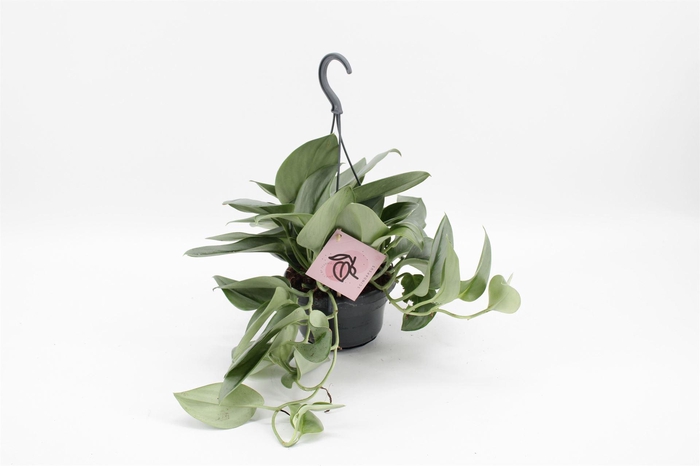 <h4>Scindapsus treubii 'Moonlight'</h4>