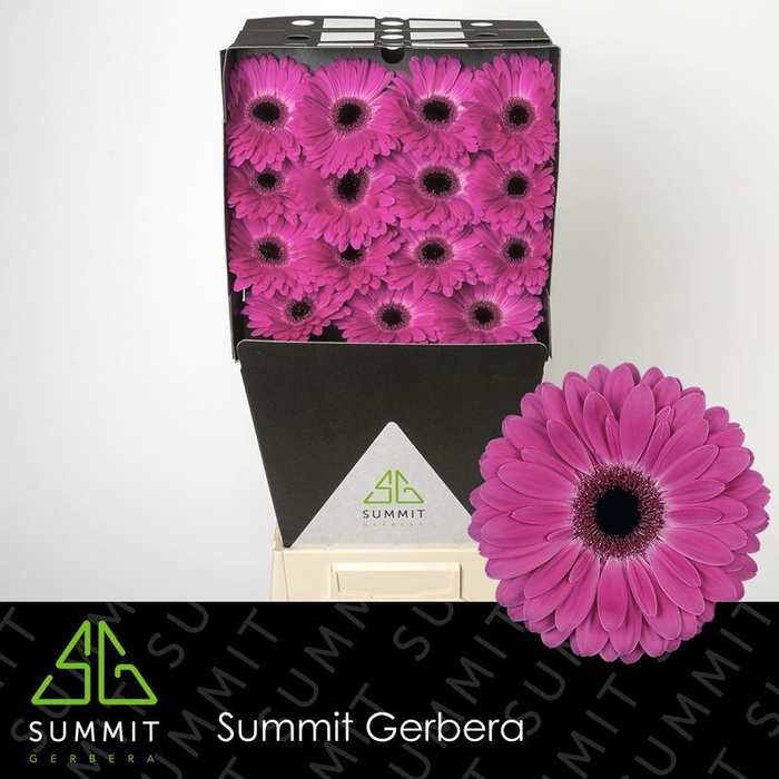 <h4>Gerbera Rich Diamond</h4>