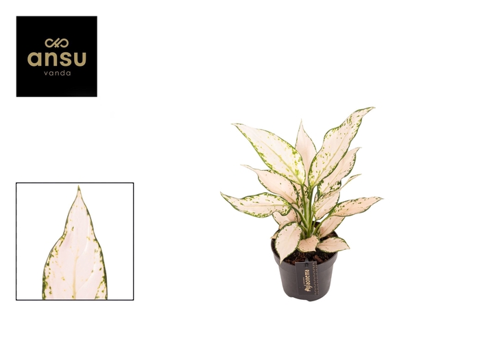 <h4>Aglaonema overig</h4>