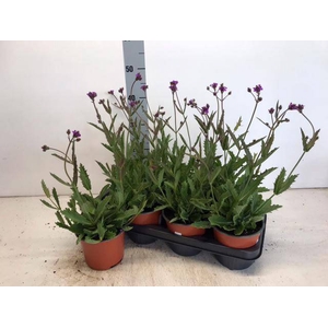 VERBENA RIGIDA P14