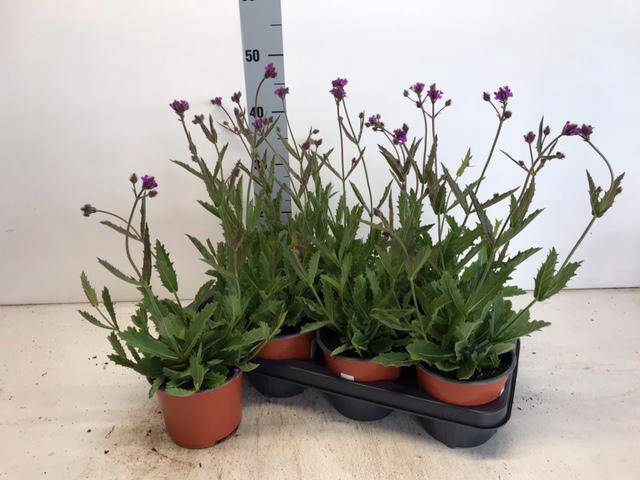 <h4>VERBENA RIGIDA P14</h4>