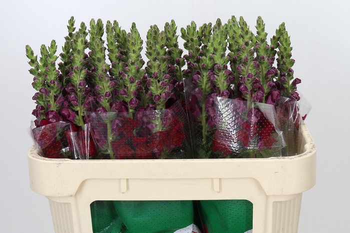 <h4>Antirrhinum Maryland Red</h4>