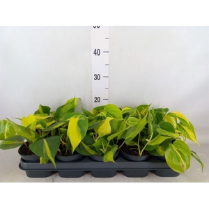 Philodendron scandens 'Brasil'