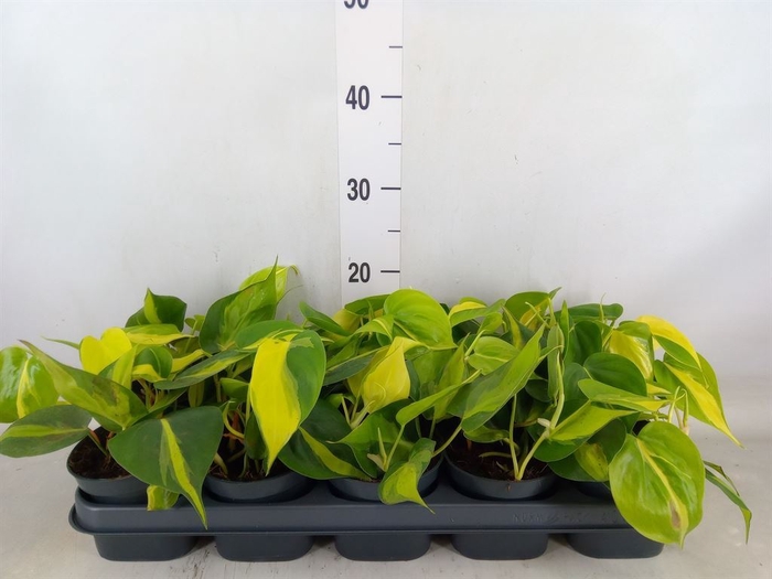 <h4>Philodendron scandens 'Brasil'</h4>
