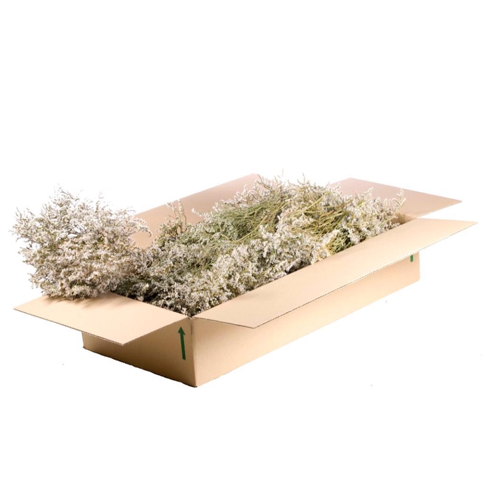 <h4>Statice Tatarica 500gr Sb Natural White</h4>