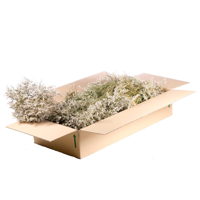 <h4>Statice Tatarica 500gr Sb Natural White</h4>