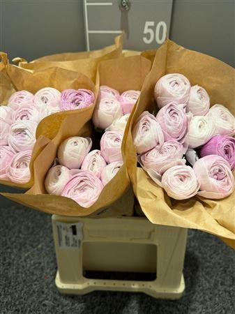 <h4>Ran Succ Nebbia</h4>