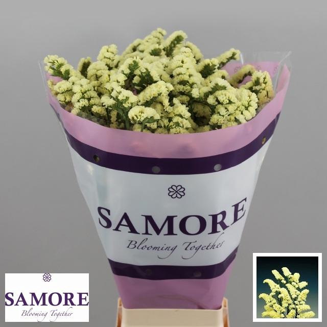 <h4>LIM S YELLO SUN BIRD</h4>