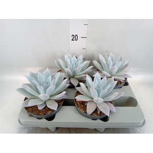 Echeveria  'Mexican Giant'