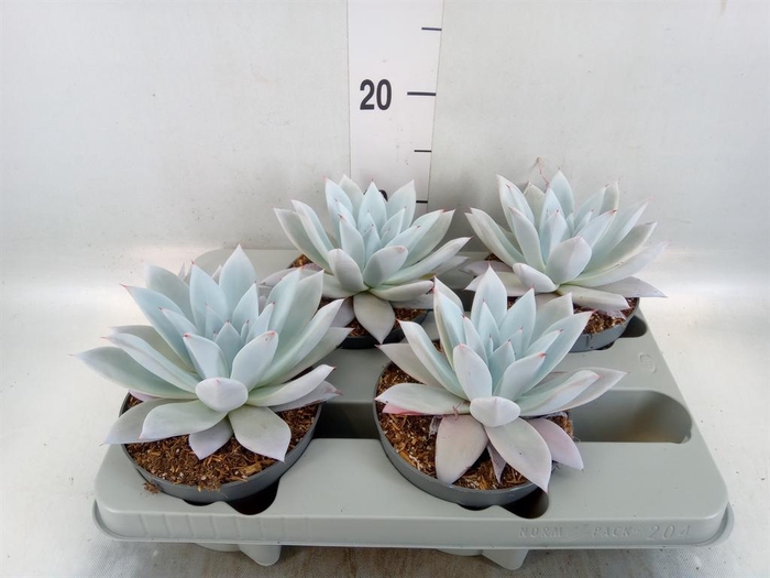 <h4>Echeveria  'Mexican Giant'</h4>