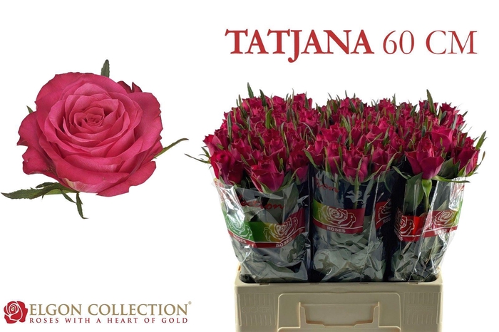 <h4>R GR TATJANA</h4>