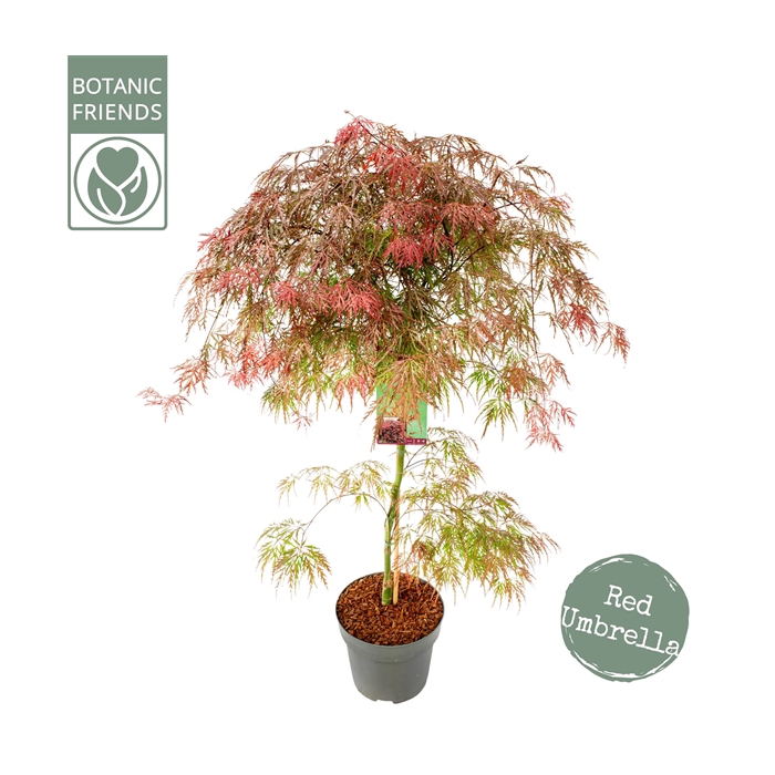 <h4>Acer palm. 'Garnet'</h4>