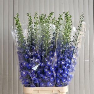 Delph Du Aurora Blue