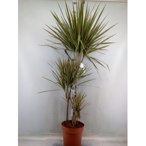 Dracaena marg. 'Bicolor'