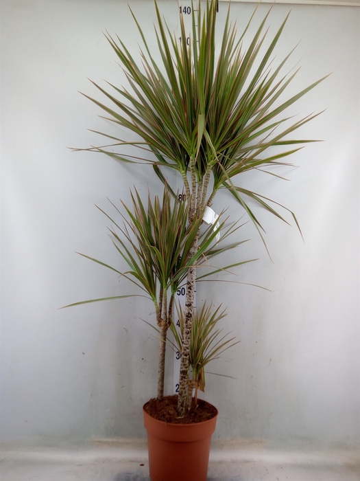 <h4>Dracaena marg. 'Bicolor'</h4>