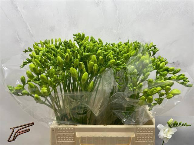 <h4>FR DU VOLANTE</h4>