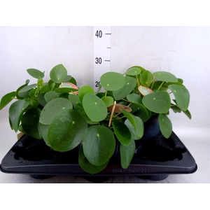 Pilea peperomioides
