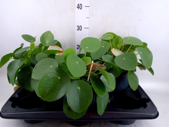 <h4>Pilea peperomioides</h4>