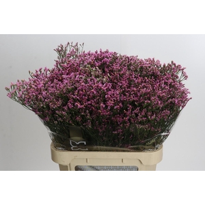 Limonium sinense Tiffany Diamond