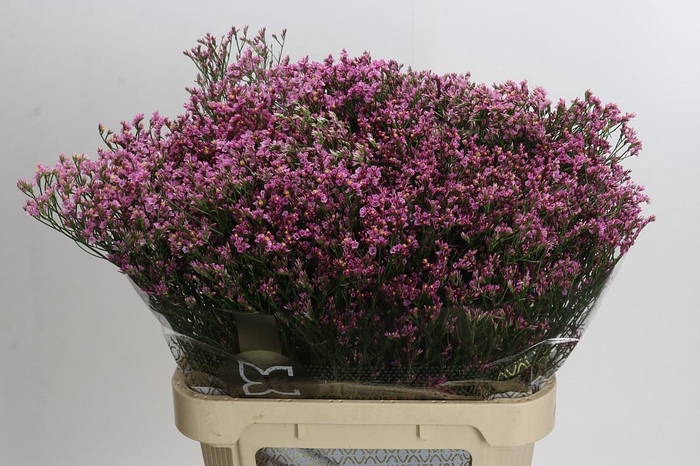 <h4>Limonium sinensis Tiffany Diamond</h4>