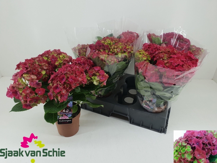 <h4>HYDR M HI FIRE</h4>